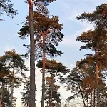 La Maison De L'oree De La Foret * Hasnon