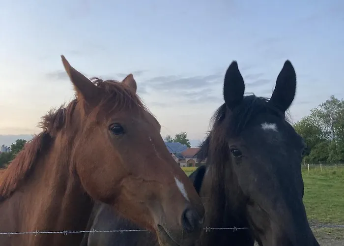 La Maison De L'oree De La Foret Vakantiehuis Hasnon