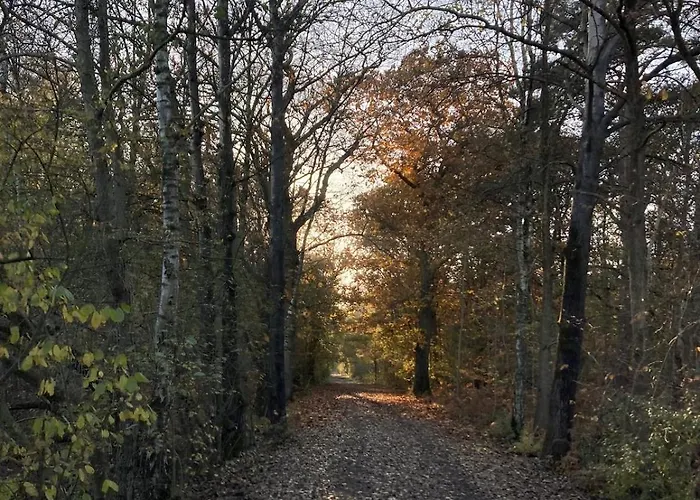 La Maison De L'oree De La Foret